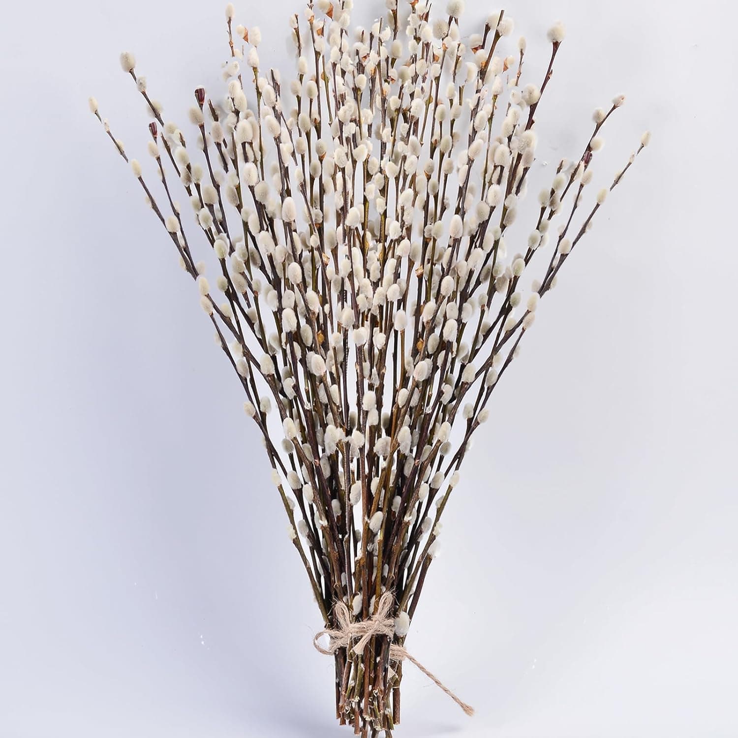 Pussy Willow Branches for Sale 45 Stems
